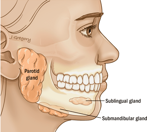 glándulas, parótida, sublingual, submandibular
