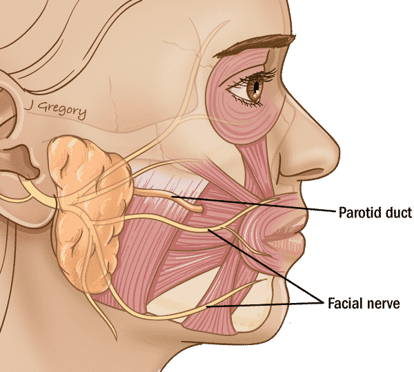 submandibular gland anatomy
