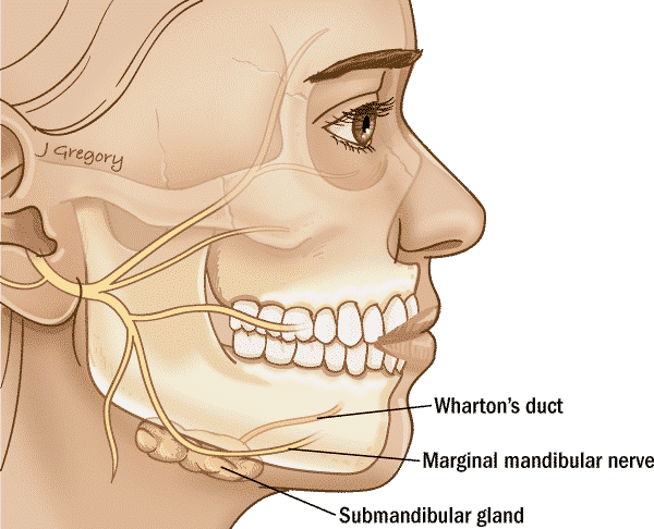 Glándula submandibular - Glándula salival