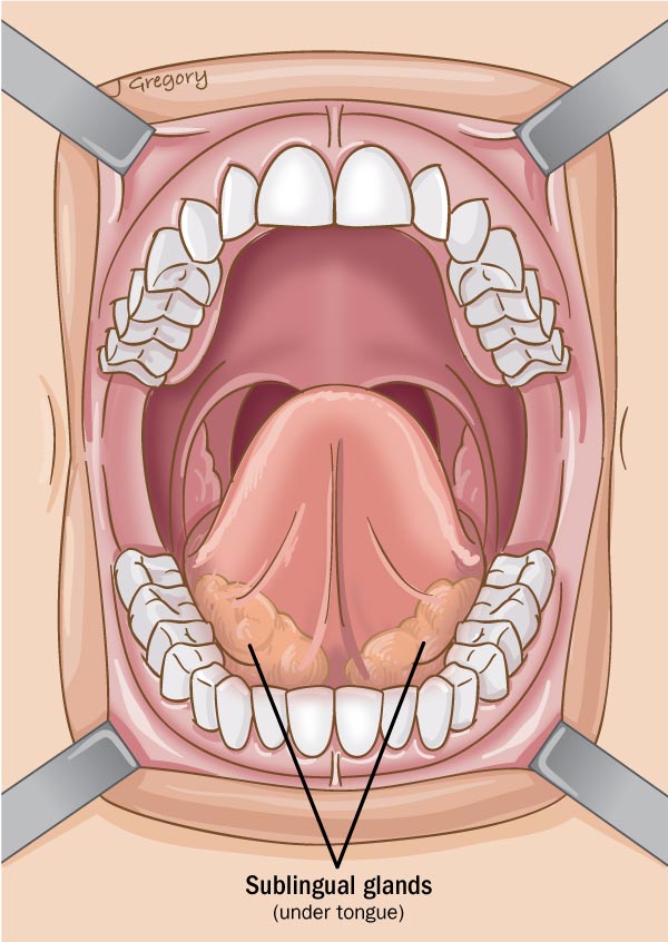 Glándula salival - Anatomía