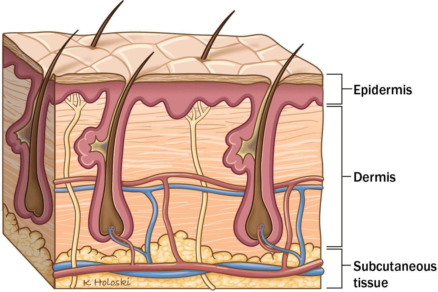 skin anatomy