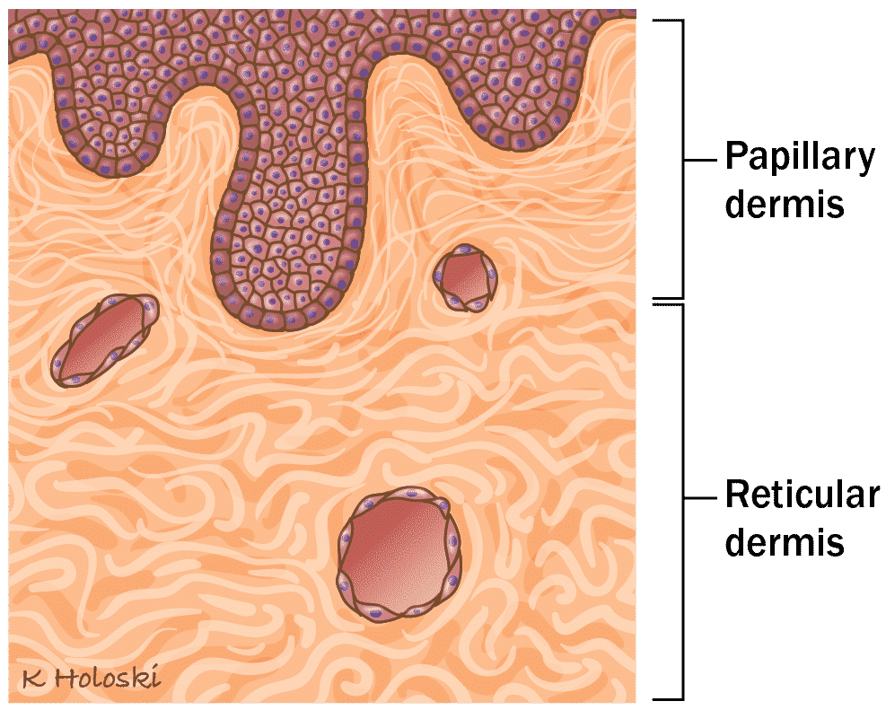 Dermis - Papillary dermis