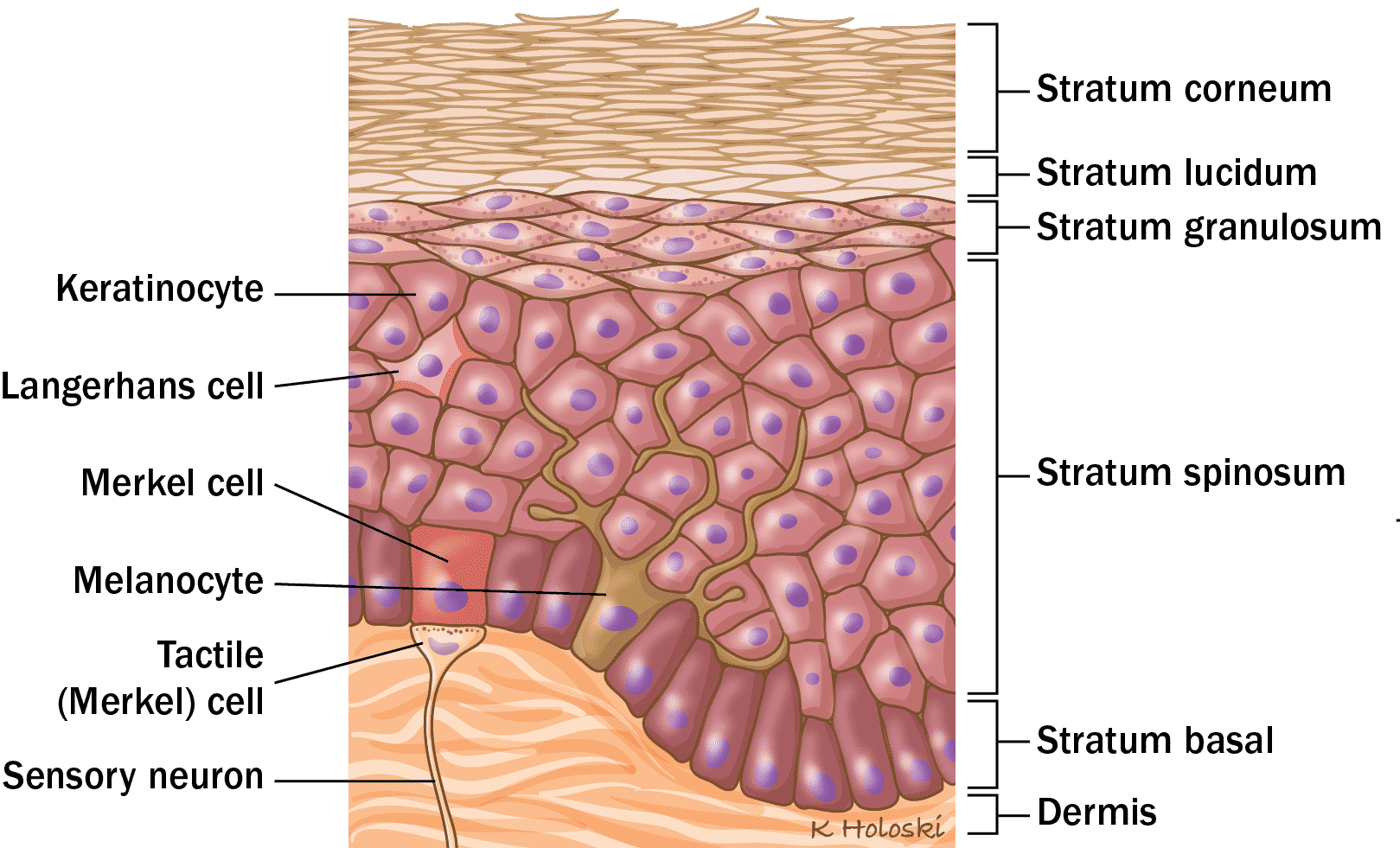 Клетки росткового слоя эпидермиса делятся. Схема строения эпидермиса. Шиловидный слой эпидермиса. Строение рогового слоя эпидермиса. Базальный слой эпидермиса.
