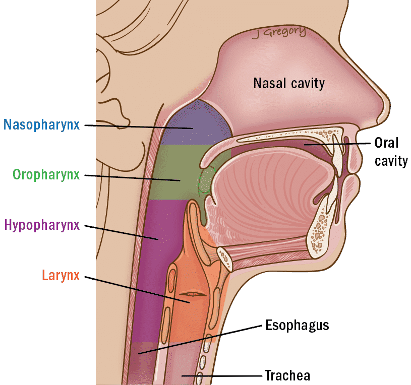 glottic, laryngeal, pharyngeal, oropharyngeal, nasopharyngeal, hypopharyngeal, pharynx, nasopharynx, oropharynx, hypopharynx, larynx, glottis, oral cavity, nasal cavity, esophagus, trachea