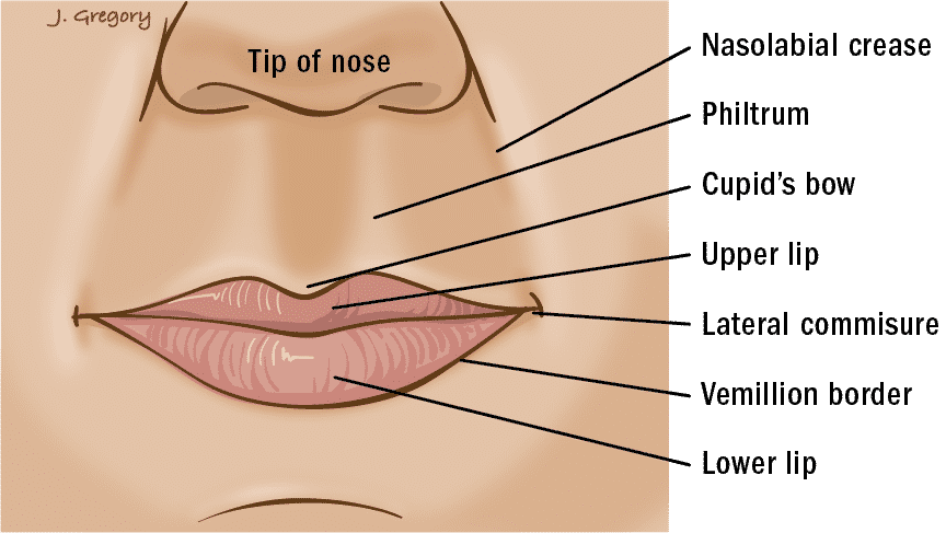 Labios - Comisura labial de la boca