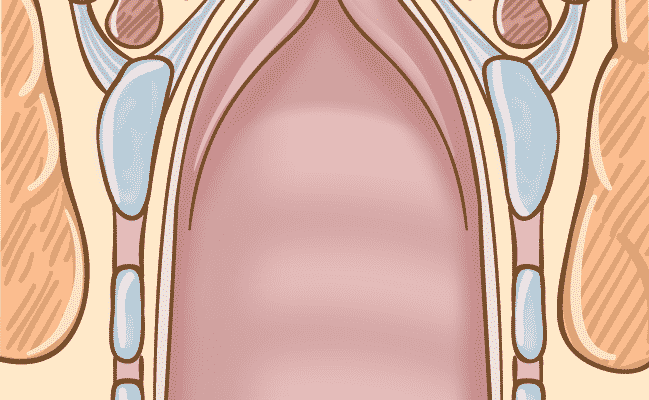 Subglottis - Larynx