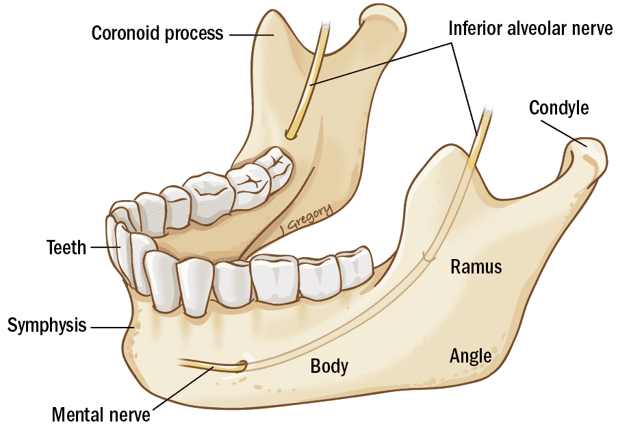 lower jaw condyle