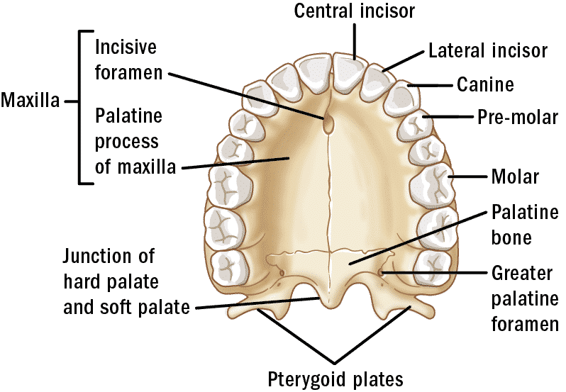 Palatine process of Maxilla. Palatine Bone анатомия. Maxilla анатомия. Верхняя челюсть анатомия foramen incisive. Hard bone