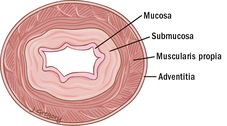 Esófago - Estómago