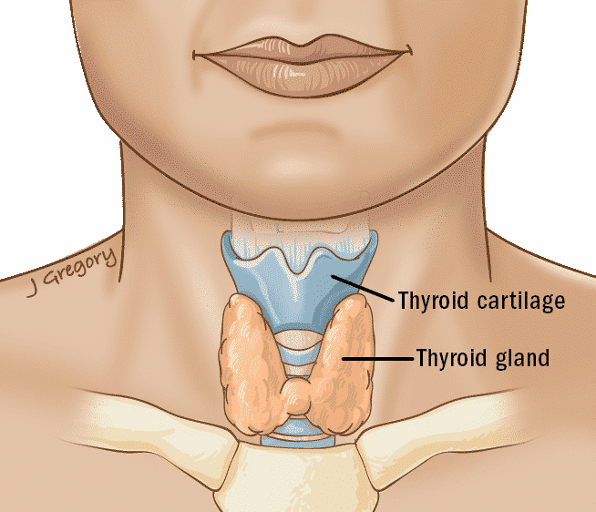 thyroid, glottic, larynx