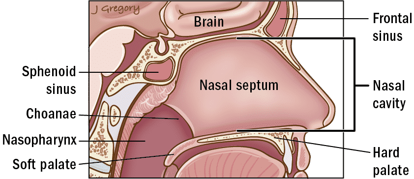 Nasal cavity - Nasal septum