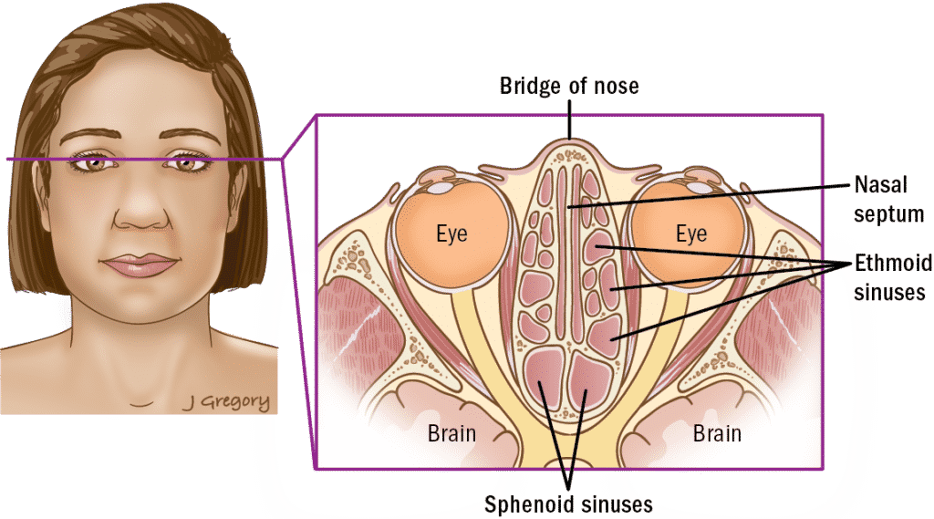 Cuerpo humano - Cavidad nasal