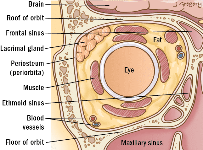 Orbit - Lacrimal gland