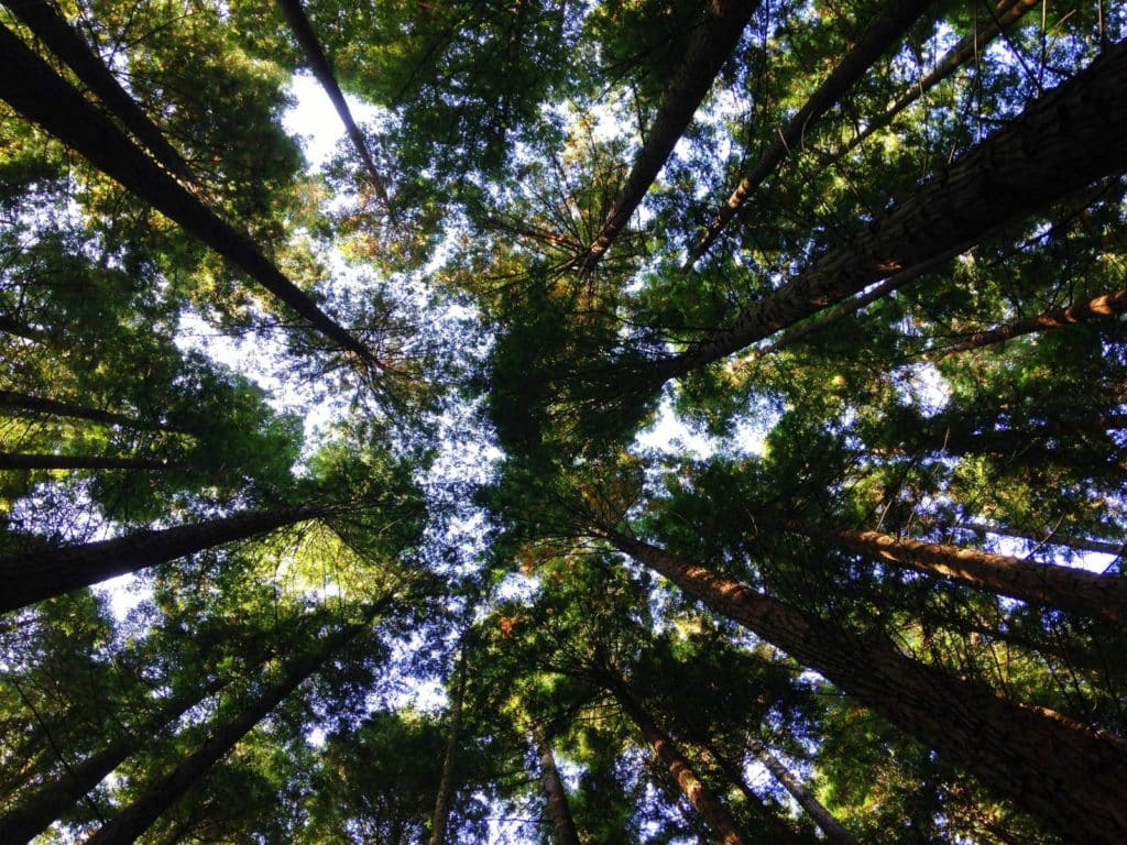 Tree - Arboriculture