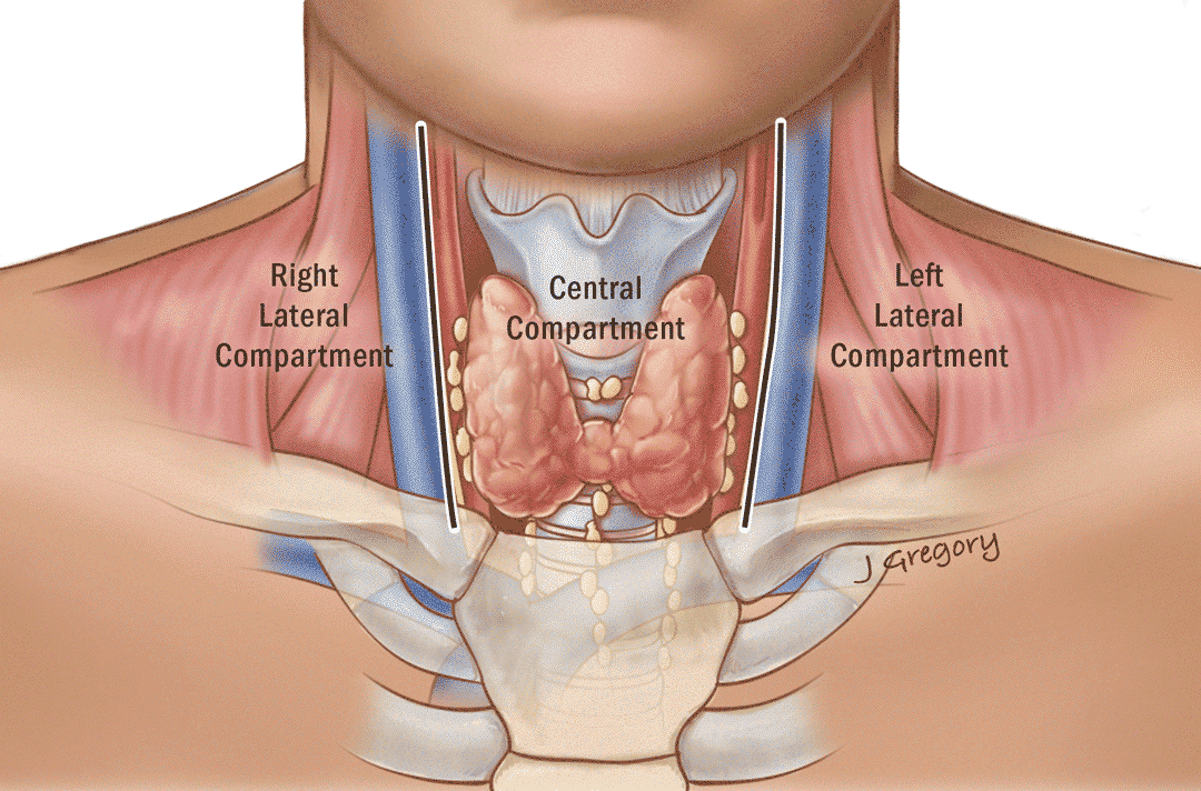 Compartimentos de la tiroides