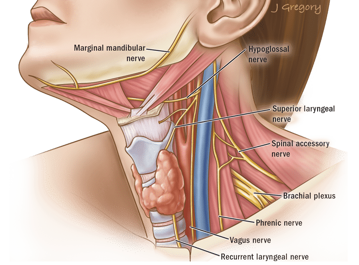 Nerve - Thyroid