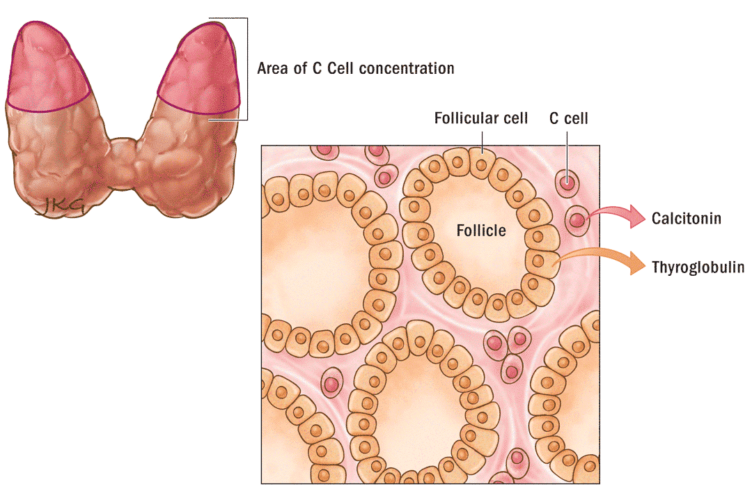 Concentración de células C, célula folicular, célula C, folículo, tiroides, calcitonina, tiroglobulina
