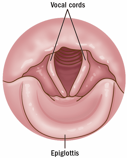Laringe - Epiglotis