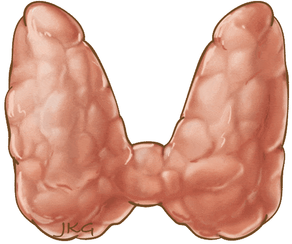 glándula tiroides