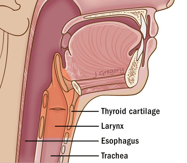 Pharynx - Larynx