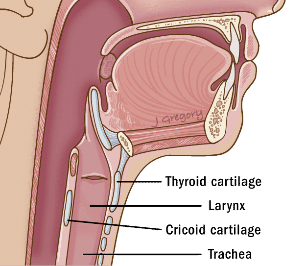 thyroid cartilage, trachea, larynx, cricoid cartilage