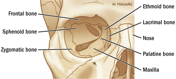 órbita, hueso frontal, superficie orbital, esfenoides, cigomático, etmoides, lagrimal, nariz, palatino, maxilar