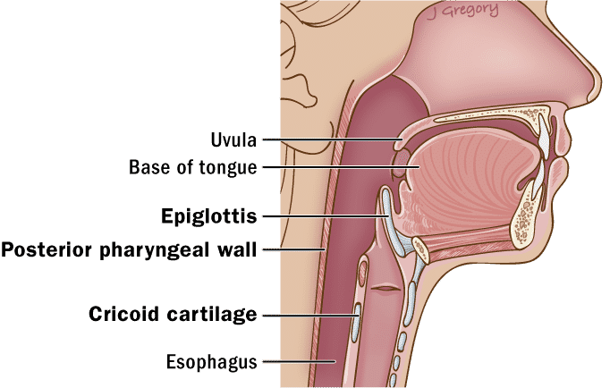cricoid cartilage posterior view