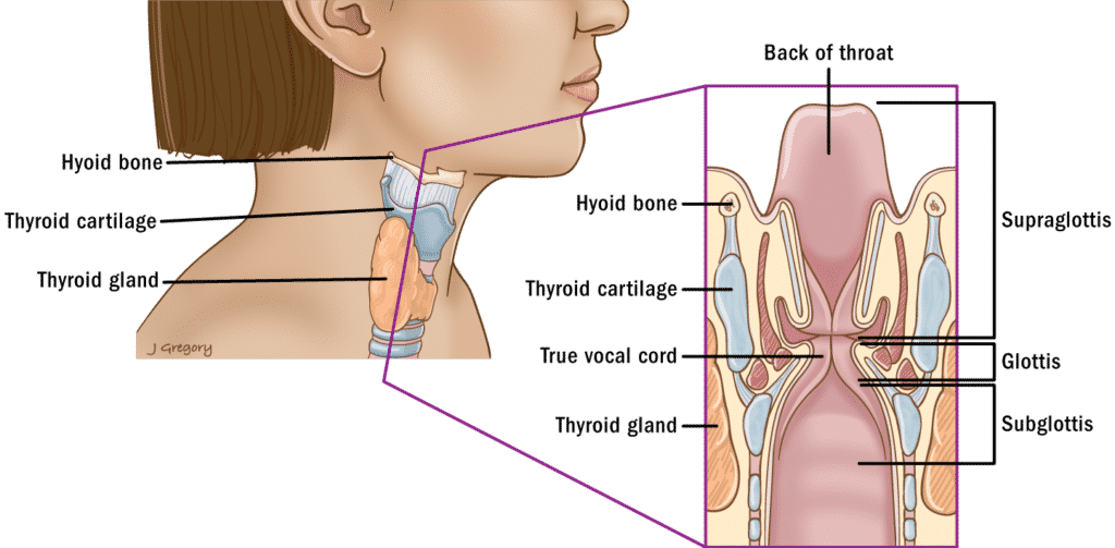 hyoid, vocal cord, thyroid, glottis, subglottis, supraglottis