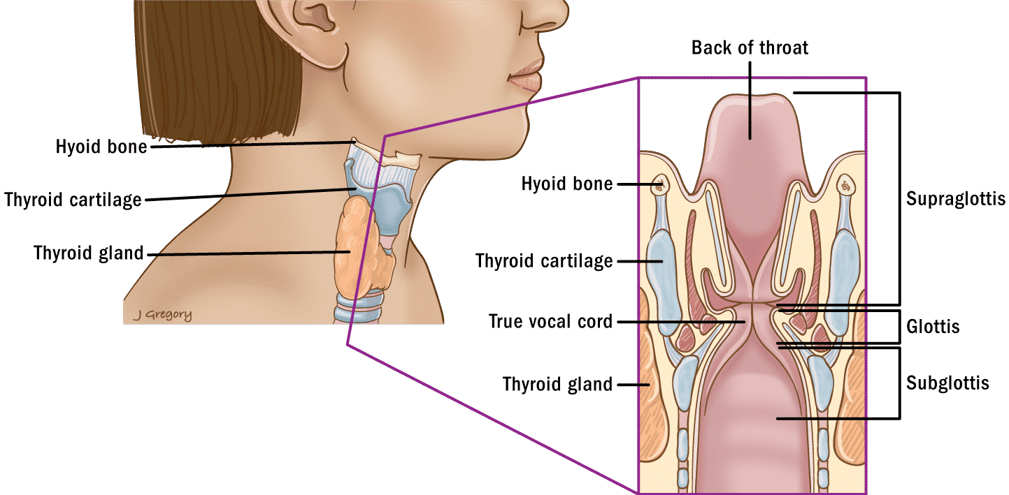 hyoid, vocal cord, thyroid, glottis, subglottis, supraglottis