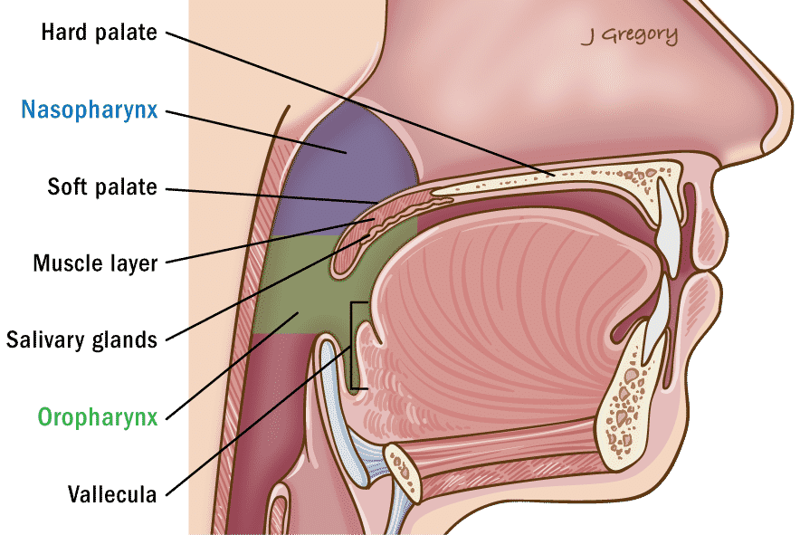 base of tongue anatomy