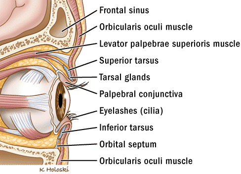 ojo, párpados, piel, cerebro, seno frontal, músculo orbicular del ojo, músculo elevador del paladar superior, tarso superior, glándulas tarsales, conjuntiva palpebral, pestañas, cilios, tarso inferior, tabique orbital, músculo orbicular del ojo
