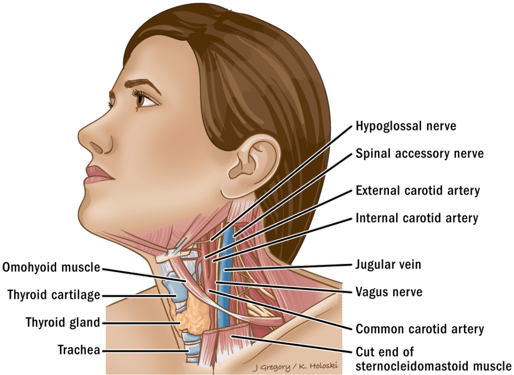 Neck anatomy - thyroid