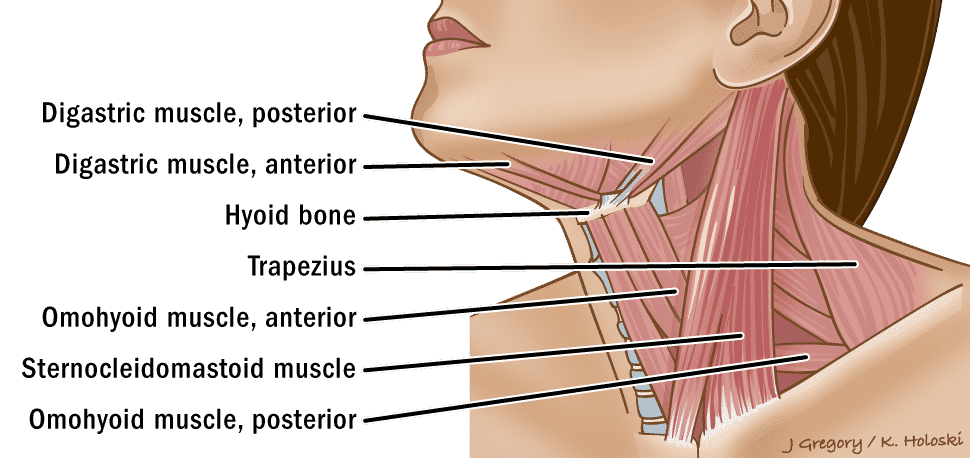 neck throat anatomy diagram