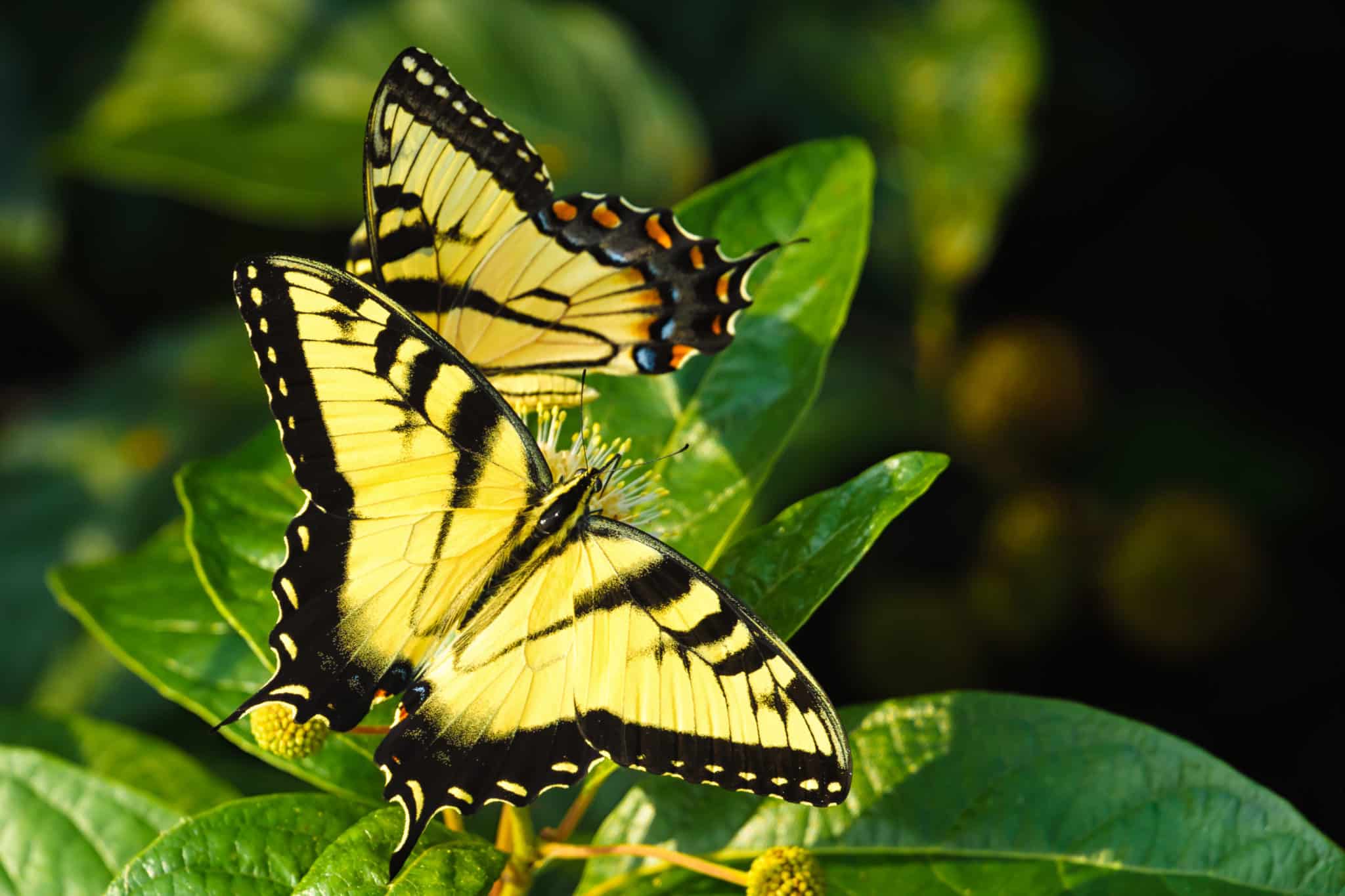 Butterflies - Swallowtail butterfly