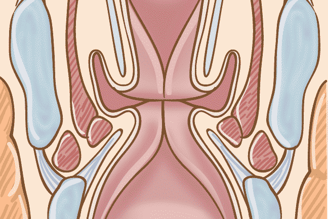laryngeal, glottis, cropped