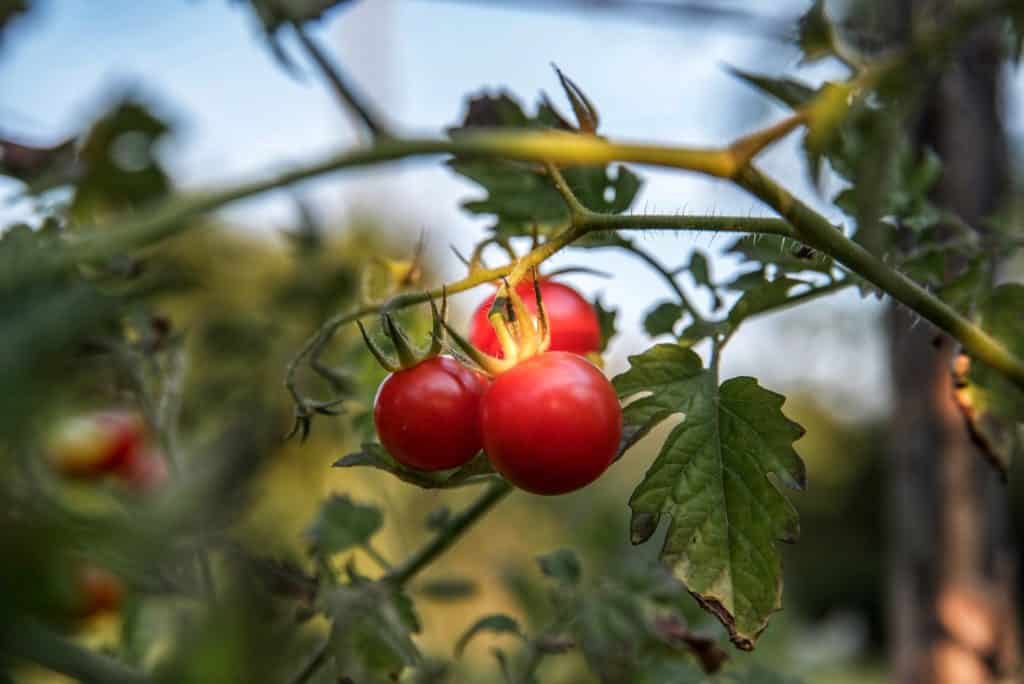 Tomates cherry - Bruschetta