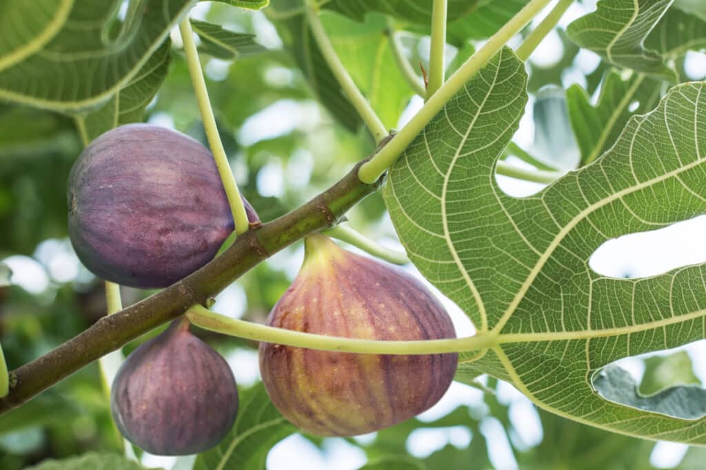Mission fig - Fruit